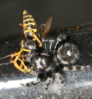 Bold Jumper (Phidippus audax) vs European Paper Wasp (Polistes dominula)