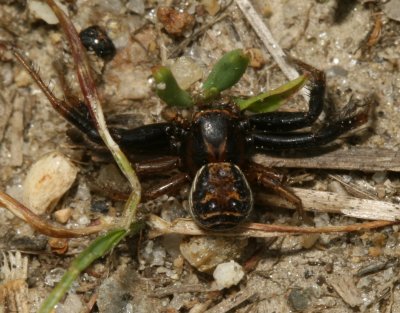 Xysticus fraternus