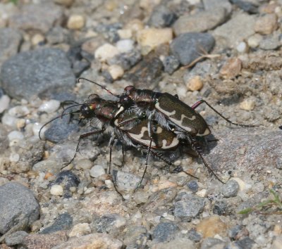 Common Shore Tiger Beetle