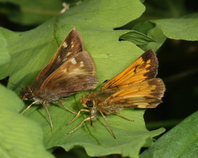 Hobomok Skippers (one ♀ pocahontas form)