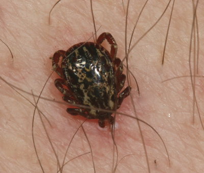 American Dog Tick ♂ * Dermacentor variabilis