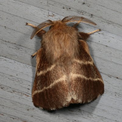 Hodges#7701 * Eastern Tent Caterpillar Moth * Mallacosoma americanum