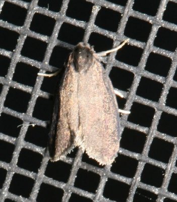 Hodges#0437 * Common Bagworm Moth * Psyche casta