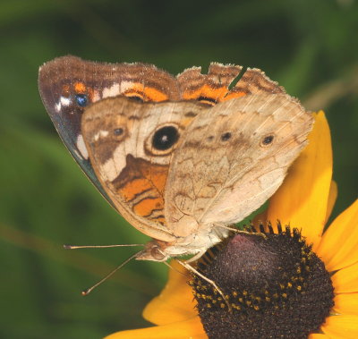 Common Buckeye