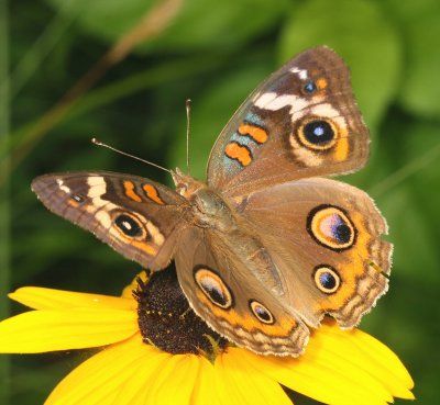 Common Buckeye