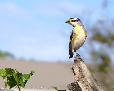 Striated Pardalote - Pardalote  point jaune (rouge aussi ;) )