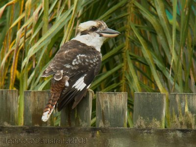 kookaburra - martin-chasseur (australie)