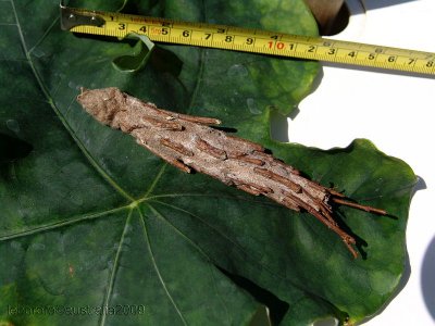 chenille masque - Bagworm insects