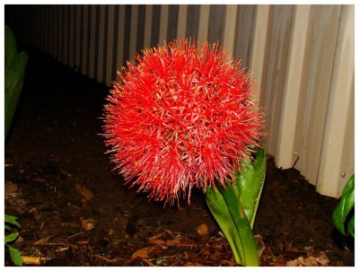 Boule de feu - Scadoxus puniceus - football lily
