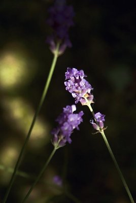 g1/24/868524/3/104010008.cEZ6pVkH.jpg