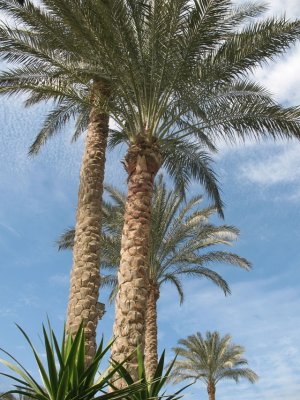 date palm - dattier