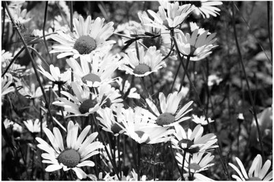 marguerites