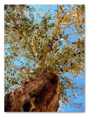 sinai olive tree