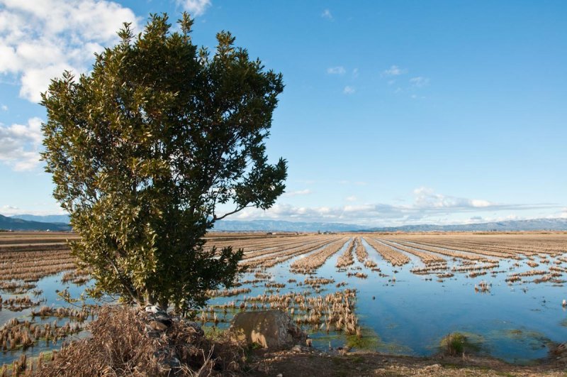 Delta de lEbre