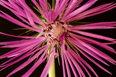 Centaurea in black