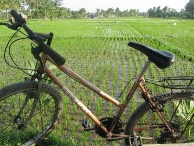 Ubud rice fields