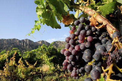 Wineyard in Montsant