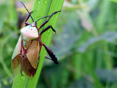 Insect in paddy-field, China