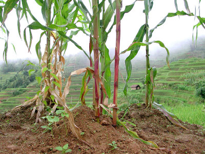 Corn, China