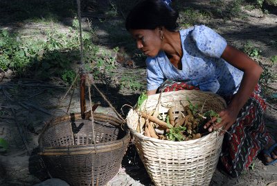 Tamarin harvest