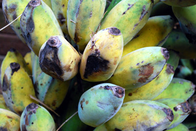 Banana, Myanmar