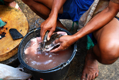 Cleaning fish on a market, Myanmar