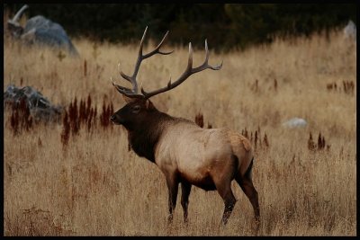 Elk