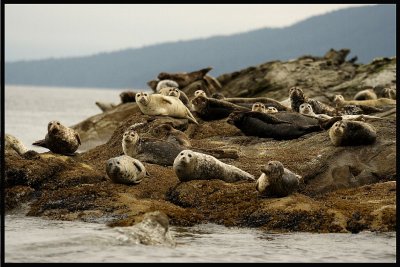 Seals