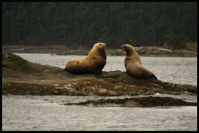 sea lions