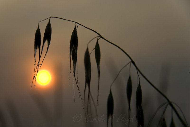 Wild oats at sunrise