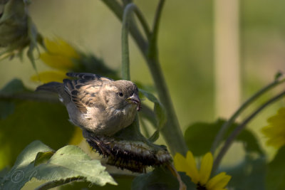 Sparrow on Sunflowers