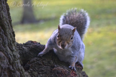 Grey Squirrel