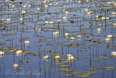 Lily Pond