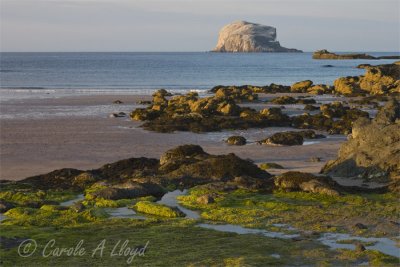 Bass Rock