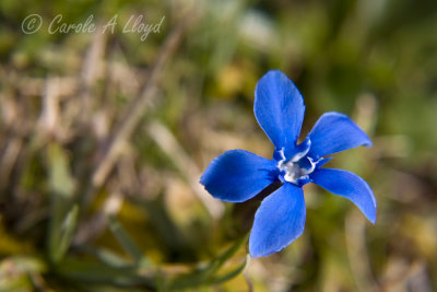 Spring Gentian