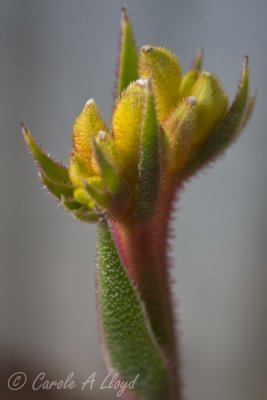 Kangaroo Paw