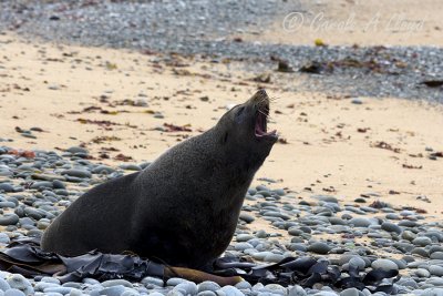 New Zealand Fur Seal