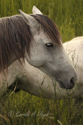 White horse of the Camargue