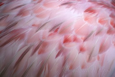 Flamingo feathers