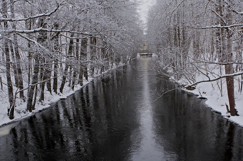 Alder trees along the channel
