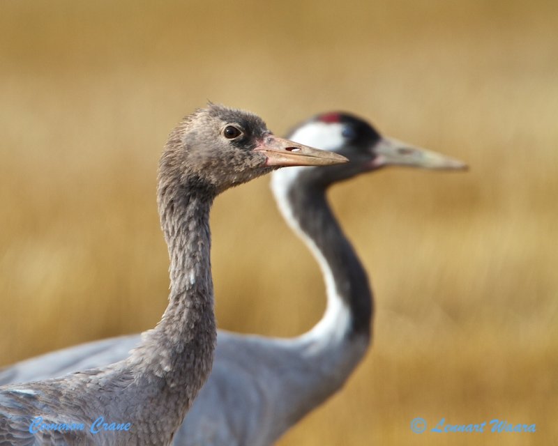 Common Crane/Trana/Juv.