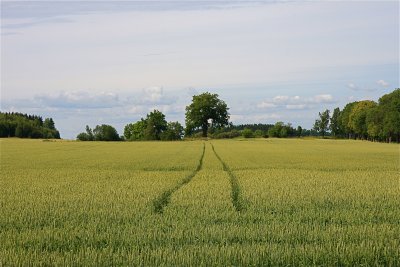 A field of wheat in the landscape of Mlaren