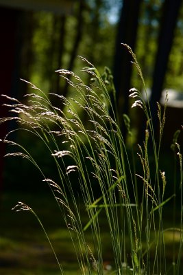 Meadowsweet in sunlight