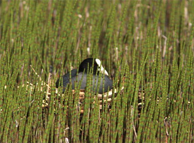 Eurasian Coot/Sothna.