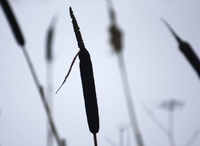 Reed mace in winter