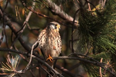 Tornfalk/Common Kestrel/Falco tinnunculus