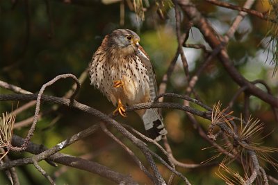 Tornfalk/Common Kestrel