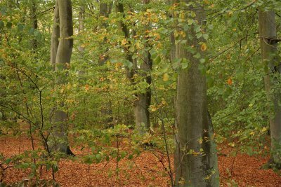 Beech wood Alnarp