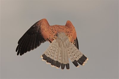 Tornfalk/Common Kestrel/Falco tinnunculus - Falsterbo
