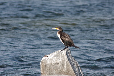 Storskarv/Great Cormorant